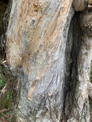 Melaleuca cajuputi cumingiana