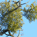 Phoradendron villosum - Photo (c) c michael hogan, algunos derechos reservados (CC BY-NC-SA), uploaded by c michael hogan