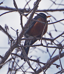 Turdus migratorius
