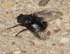 Diptera