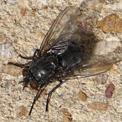 Diptera