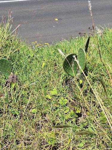 Opuntia ficus-indica observed 2026-06-20
