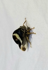 Smilia fasciata