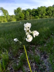 Hymenopappus artemisiifolius