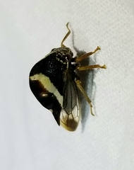 Smilia fasciata