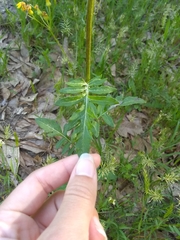 Hymenopappus artemisiifolius