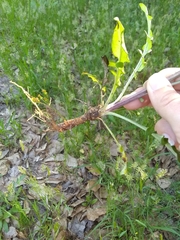 Hymenopappus artemisiifolius