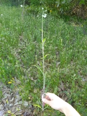 Hymenopappus artemisiifolius