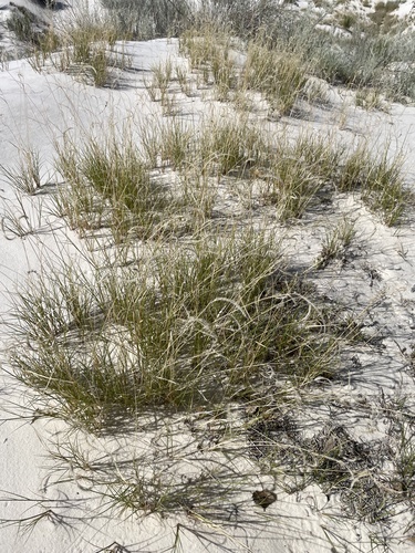 Gypsum Grama