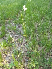 Hymenopappus artemisiifolius