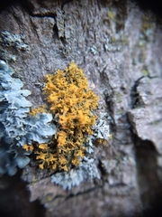 Teloschistes velifer