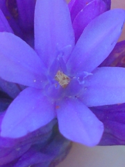 author not stated, no rights reserved Dichelostemma congestum, photograph author not stated, no rights reserved