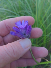 author not stated, no rights reserved Dichelostemma congestum, photograph author not stated, no rights reserved