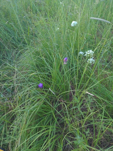 Dichelostemma congestum, photograph 5