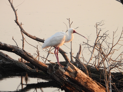 African Spoonbill