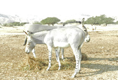 Equus africanus somaliensis
