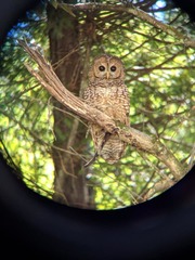 Strix occidentalis caurina