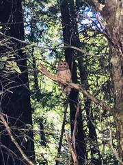 Strix occidentalis caurina