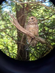 Strix occidentalis caurina