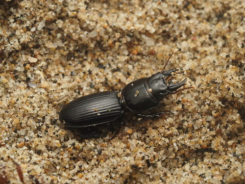 Scarites aterrimus