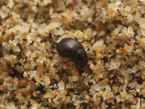 Aegialia nitida