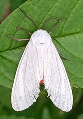 Pygarctia roseicapitis
