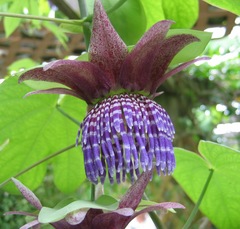 Passiflora triloba