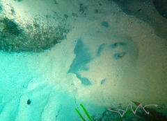 Trygonoptera testacea