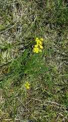 Lomatium bradshawii