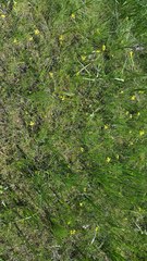 Lomatium bradshawii
