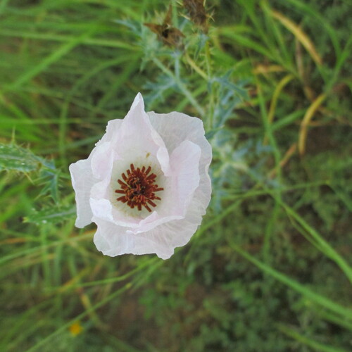 Argemone sanguinea, photograph 1