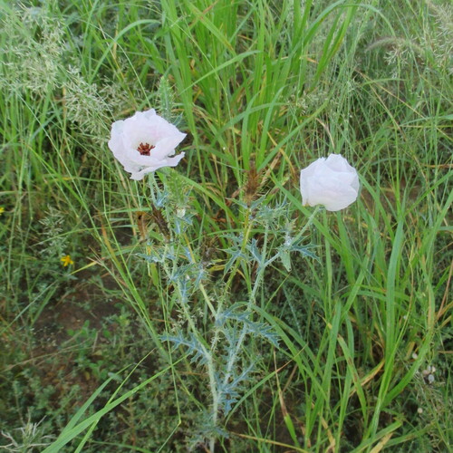 Argemone sanguinea, photograph 2