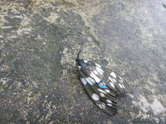 Eterusia aedea formosana