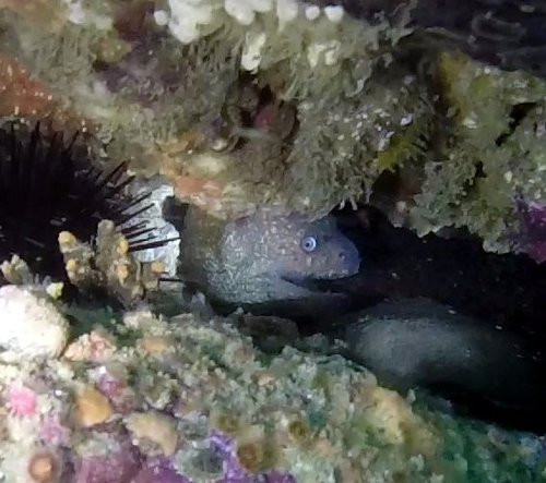 Gymnothorax mordax