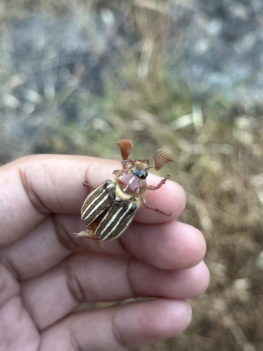 iNaturalist observation photo of Lined June Beetles
