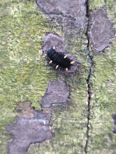 Eumorphus quadriguttatus