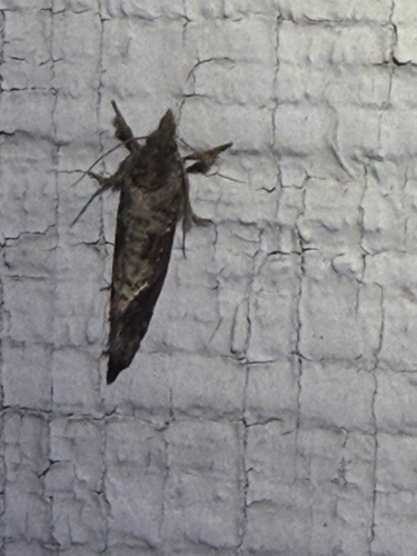 Texas Grass Tubeworm Moth photo 6