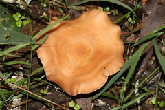 Rhodocybe lateritia