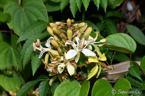 Phanera semibifida observed 2026-06-20