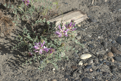 Astragalus succumbens