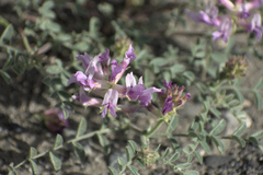 Astragalus succumbens