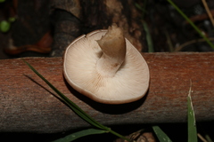 Rhodocybe lateritia