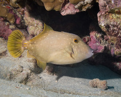 Cantherhines dumerilii