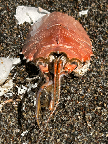iNaturalist observation photo of Spiny Mole Crab