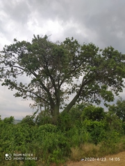 Ceiba trischistandra