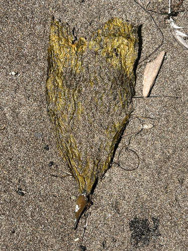 iNaturalist observation photo of Giant Kelp