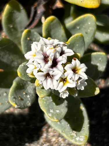 iNaturalist observation photo of alkali heliotrope