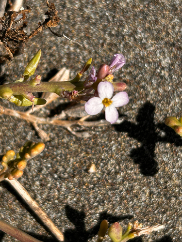iNaturalist observation photo of European Searocket