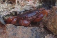 Cyclograpsus audouinii