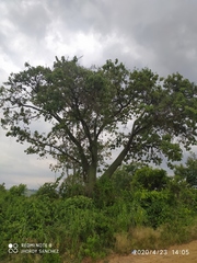 Ceiba trischistandra
